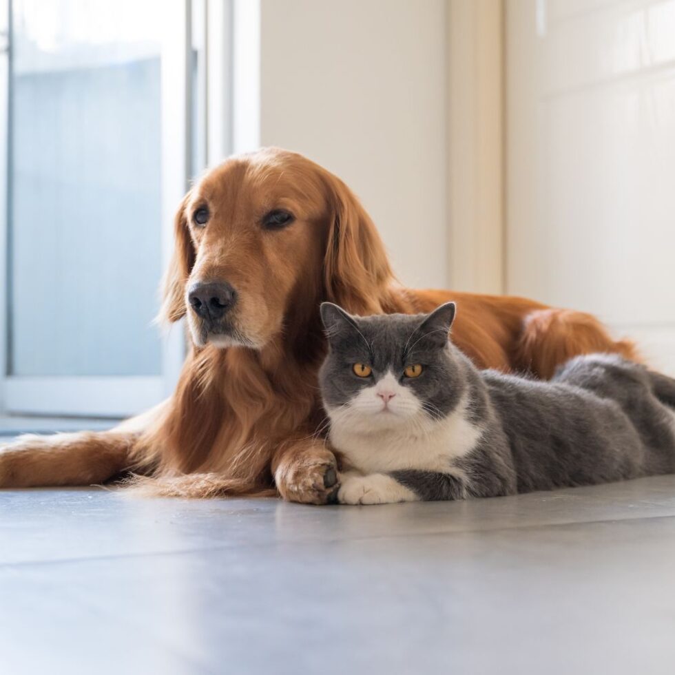 Best Vet Hospital In Basking Ridge, NJ | Three Bridges Vet