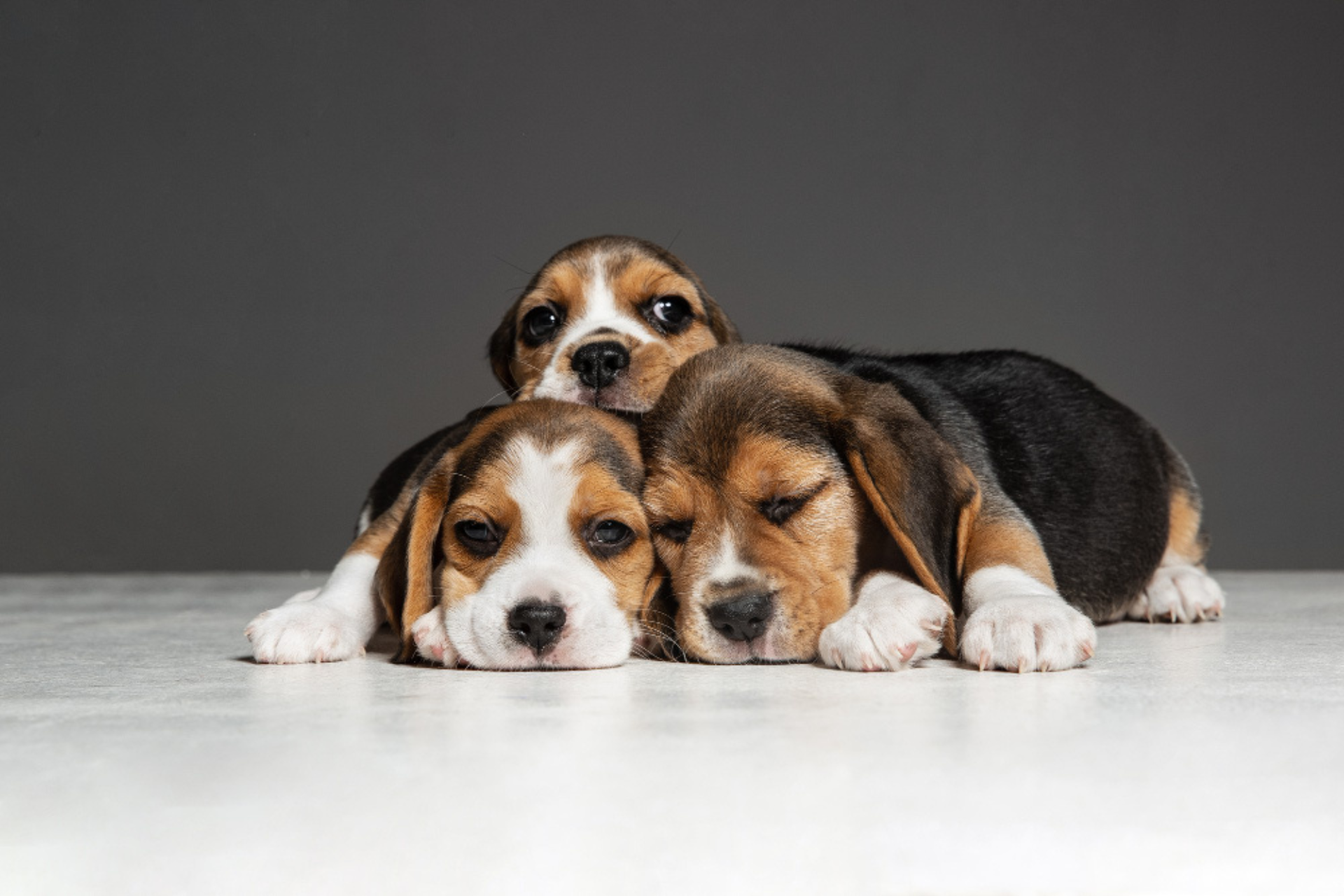 beagle-tricolor-puppies-are-posing-cute-white-braun-black-doggies-pets-playing-grey-wall-look-attented-playful-concept-motion-movement-action-negative-space-dog