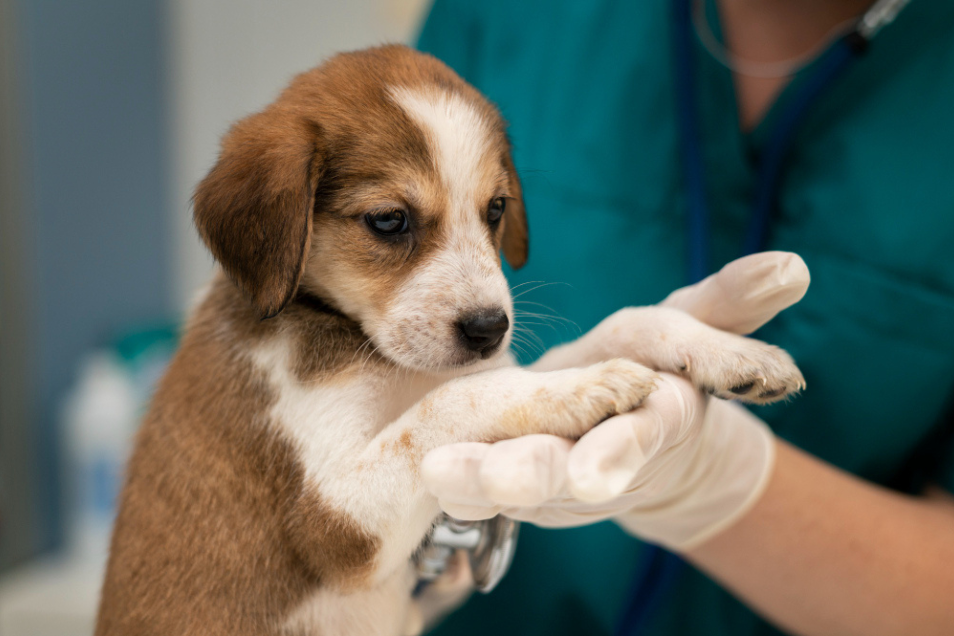 medicine-pet-care-people-concept-dog-veterinarian-doctor-vet-clinic