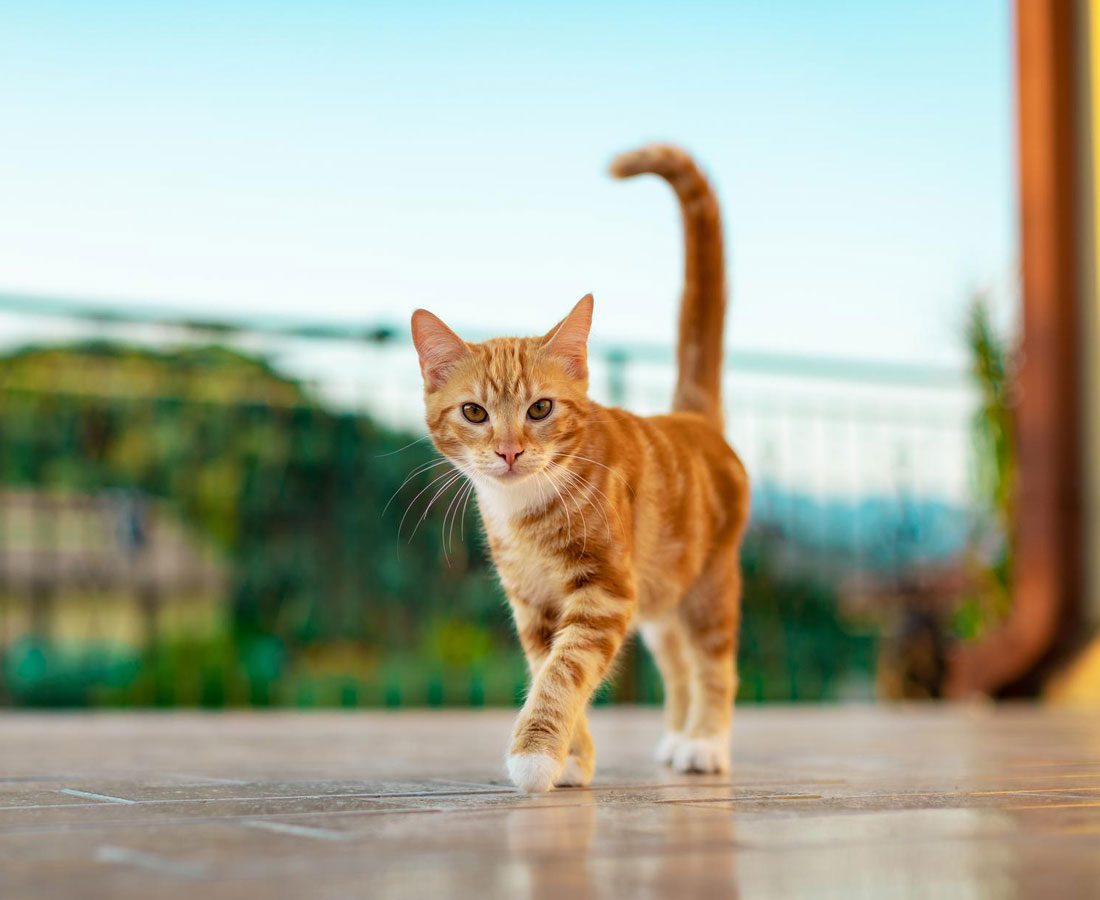 cute-kitten-walking-yard