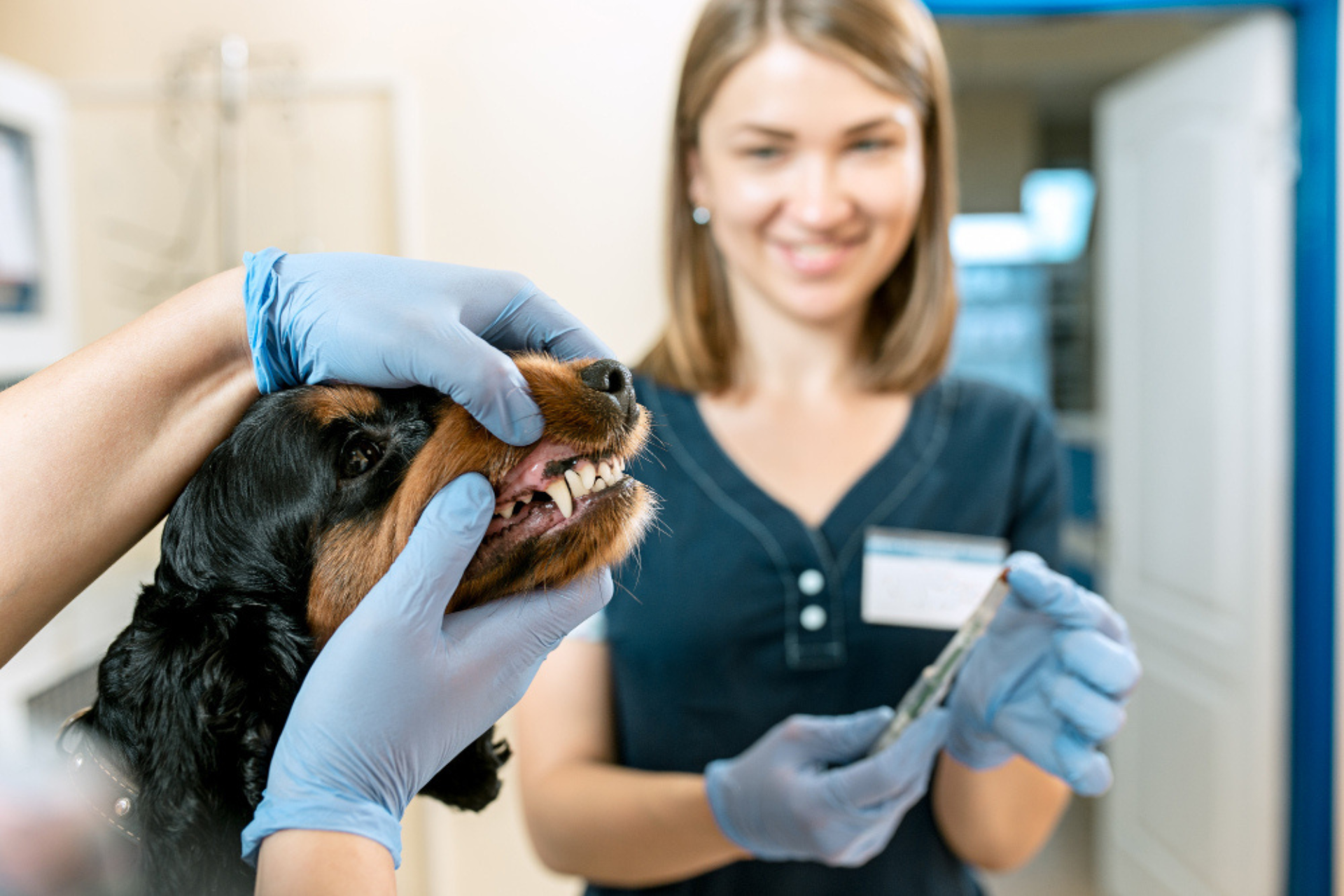 medicine-pet-care-people-concept-dog-veterinarian-doctor-vet-clinic-dental